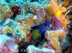 "Clam Shell Dweller"  This guy would sit for me as long a... by Kelli Shaw 